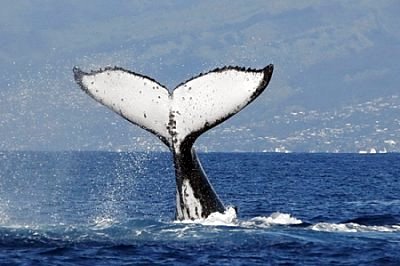 Osservazione delle balene dal 15 Giugno al 30 Settembre