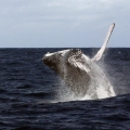 baleine tulear 8